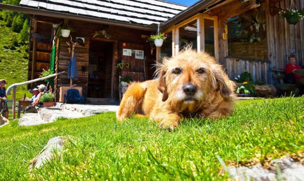 Großglockner Hochalpenstraße mit Hund - hundefreundliche Ausflugsziele