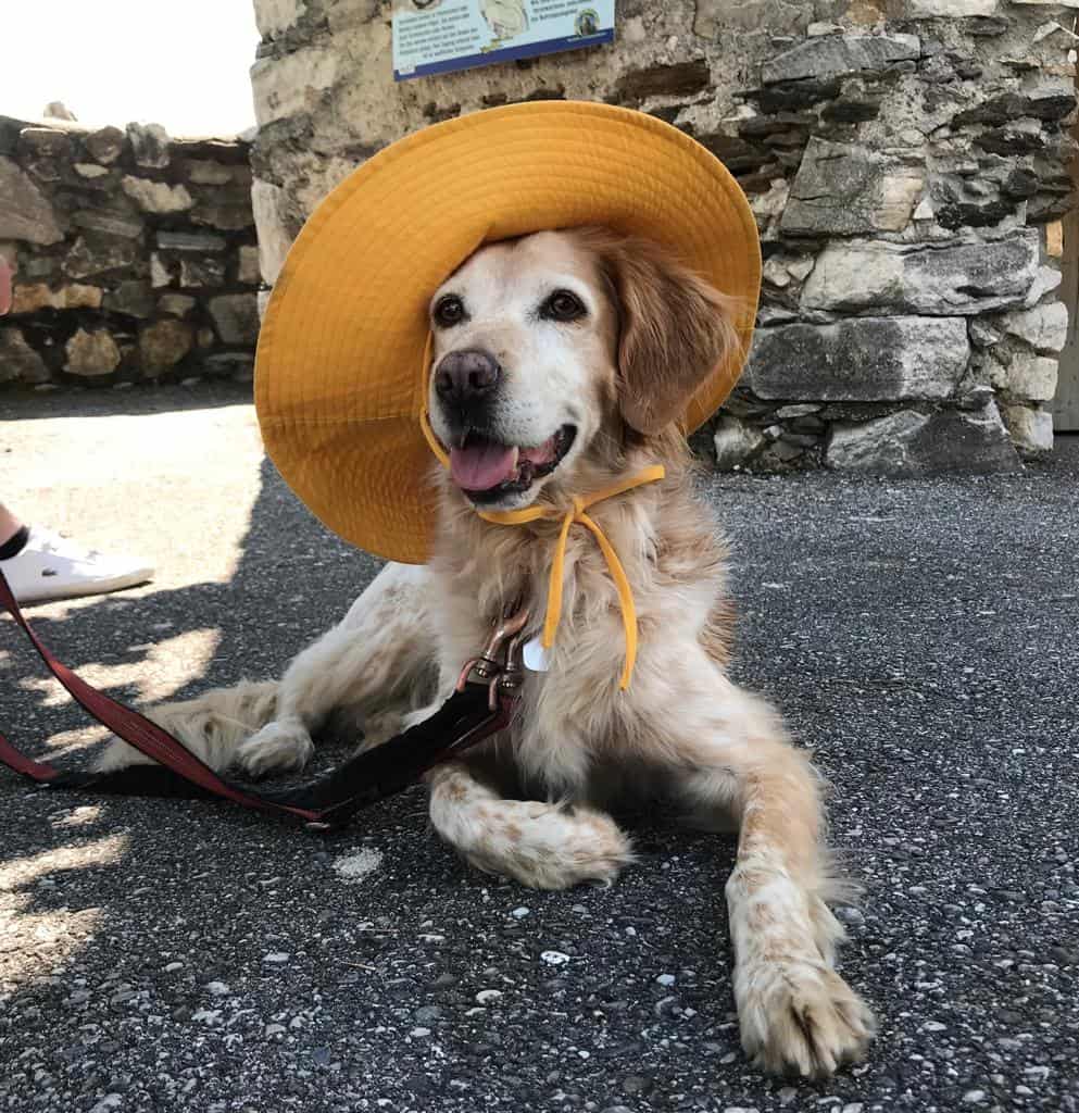 Kärnten Ausflugsziel mit Hund Adlerarena Burg Landskron bei Villach am Ossiacher See