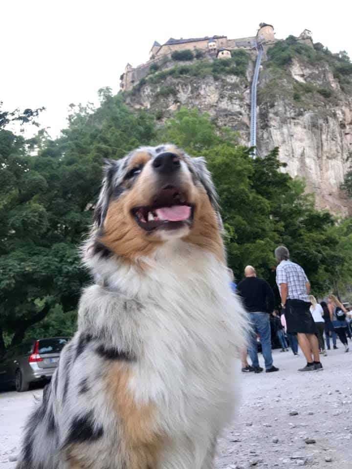 Hund vor der Burg Hochosterwitz in Kärnten