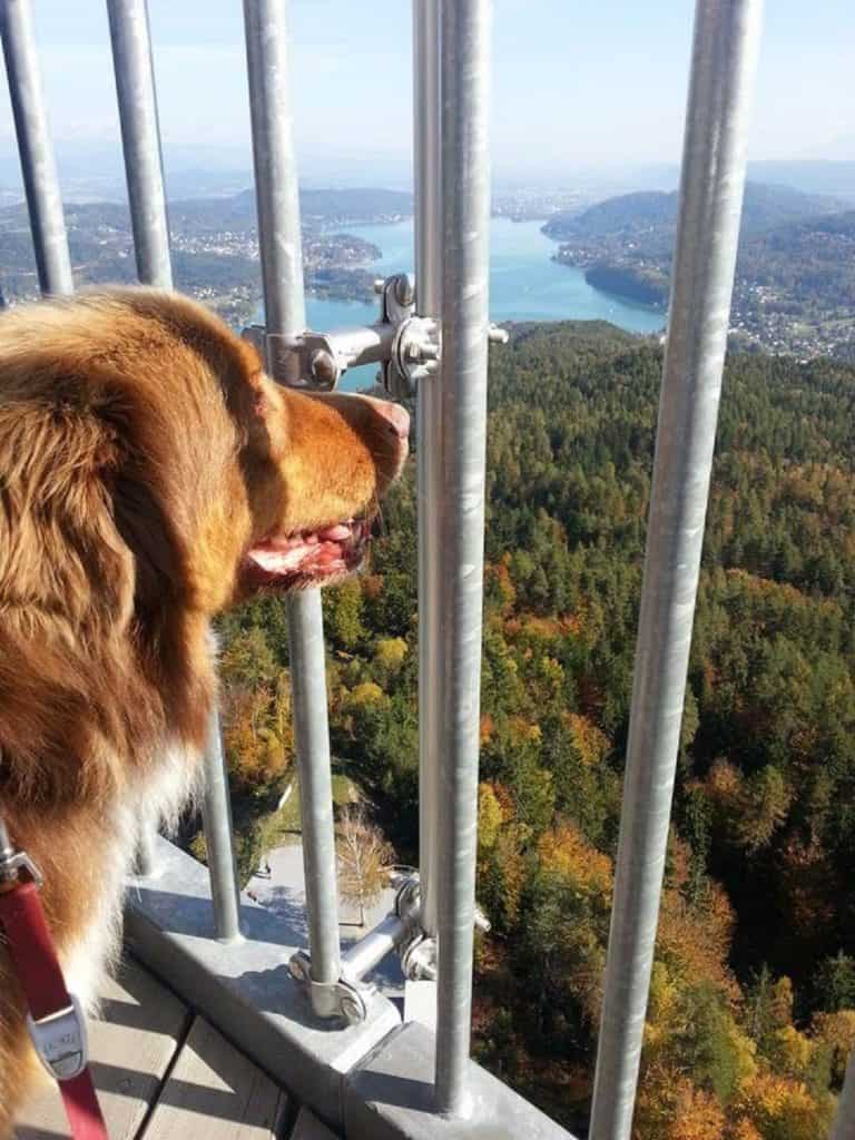 Ausflug mit Hund auf Pyramidenkogel in Kärnten - Österreich