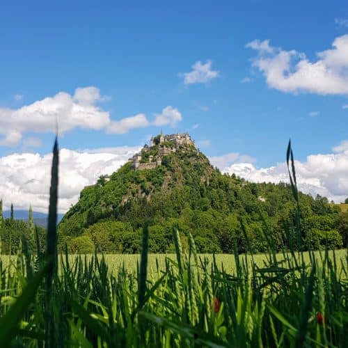 Burg Hochosterwitz auf Fels mit Getreideacker und blühendem Klee im Vordergrund. Ausflugsziel für Familien in Kärnten, Österreich