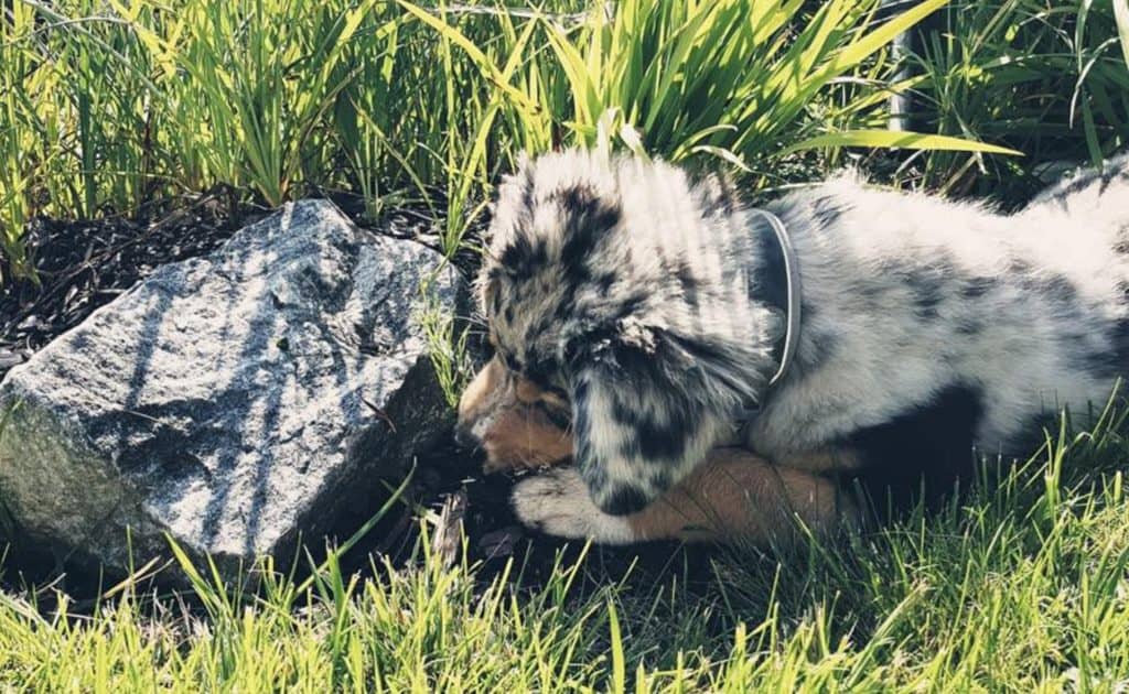 Hund auf Turracher Höhe Kindererlebniswelt Nockys Almzeit