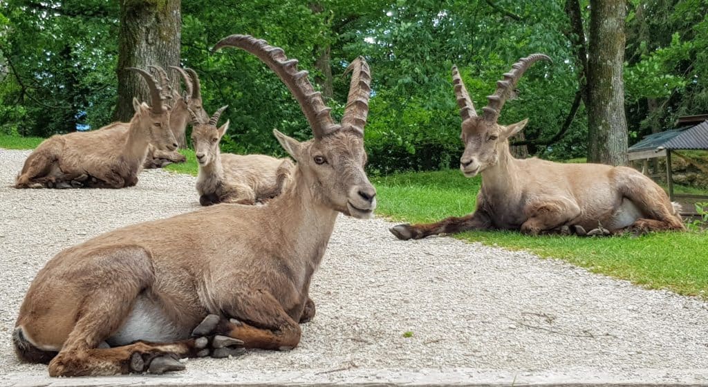 Steinböcke im Tierpark Rosegg Nähe Millstätter See