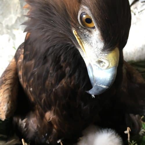 Adler mit Küken auf der Adlerarena Burg Landskron - Ausflugstipp für Familien mit Kindern in der Region Villach Ossiacher See in Kärnten