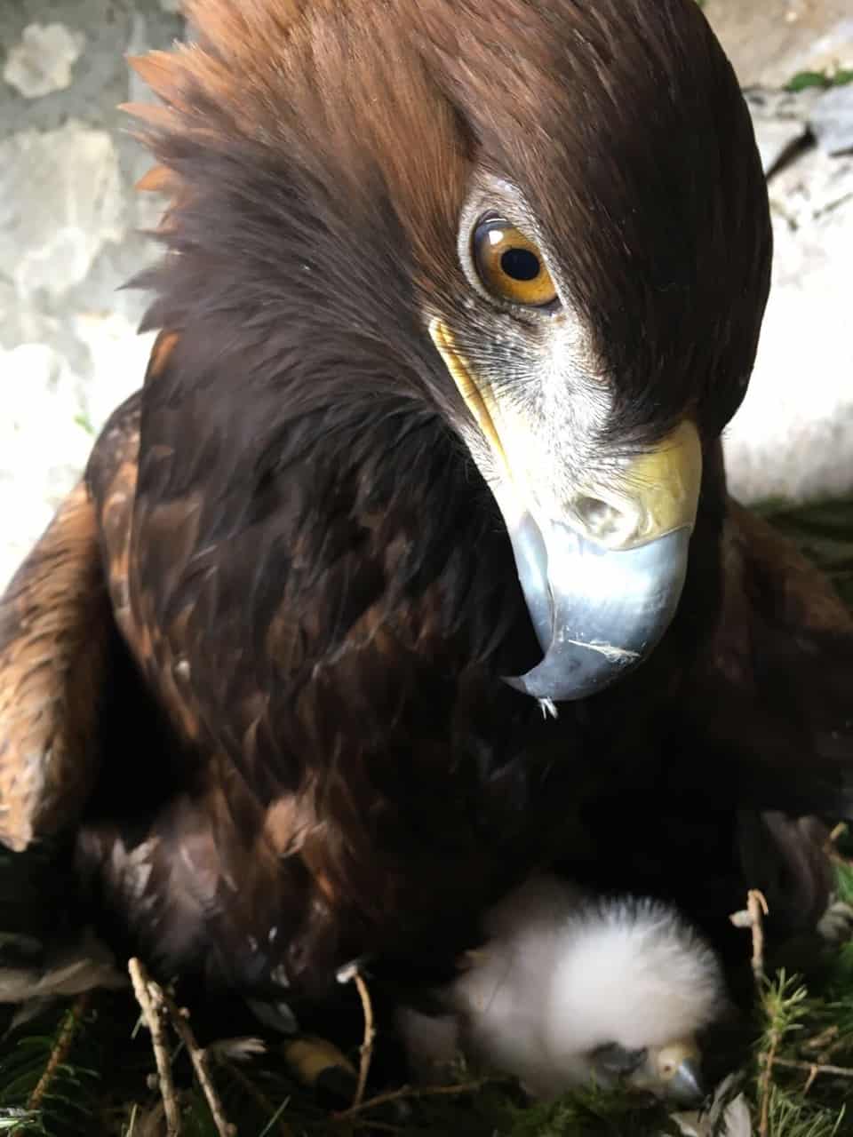 Adler mit Küken auf der Adlerarena Burg Landskron - Ausflugstipp für Familien mit Kindern in der Region Villach Ossiacher See in Kärnten