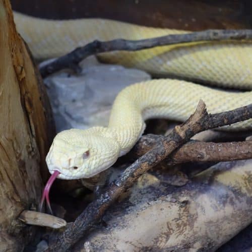 Albino Texas Klapperschlange im Reptilienzoo Happ. Schlangen-Patenschaften möglich.