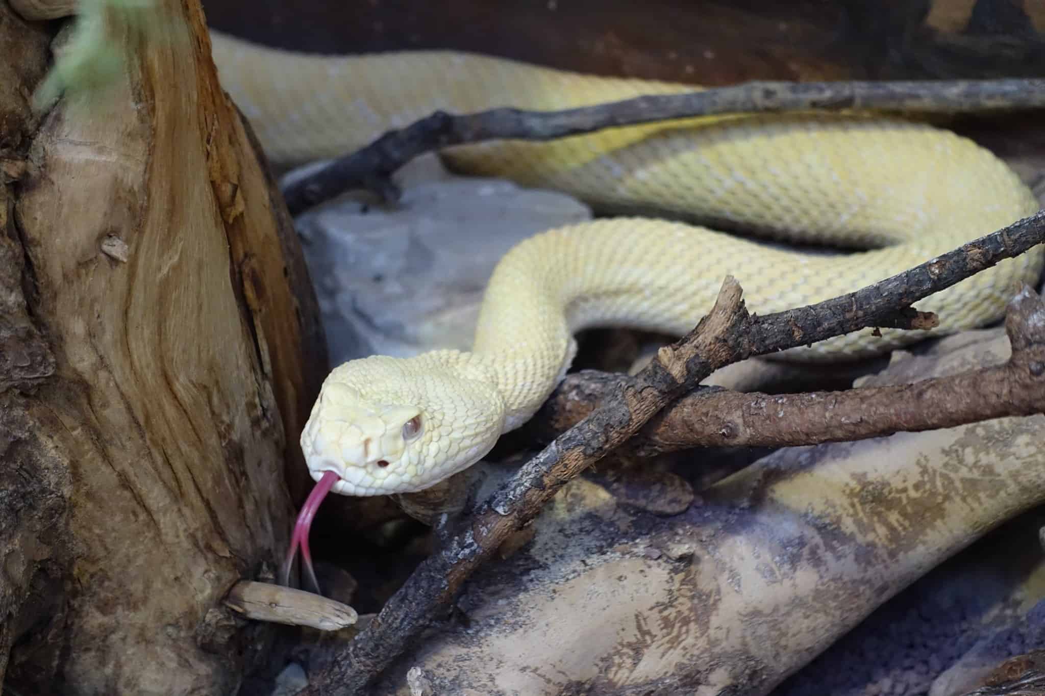 Albino Texas Klapperschlange im Reptilienzoo Happ. Schlangen-Patenschaften möglich.