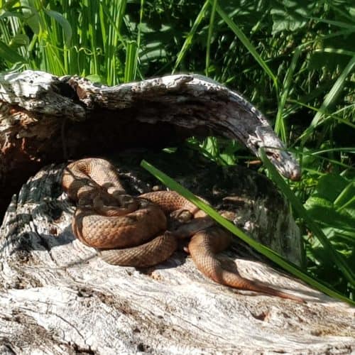 Im Freigehege für Schlangen im Reptilienzoo Happ in Klagenfurt am Wörthersee