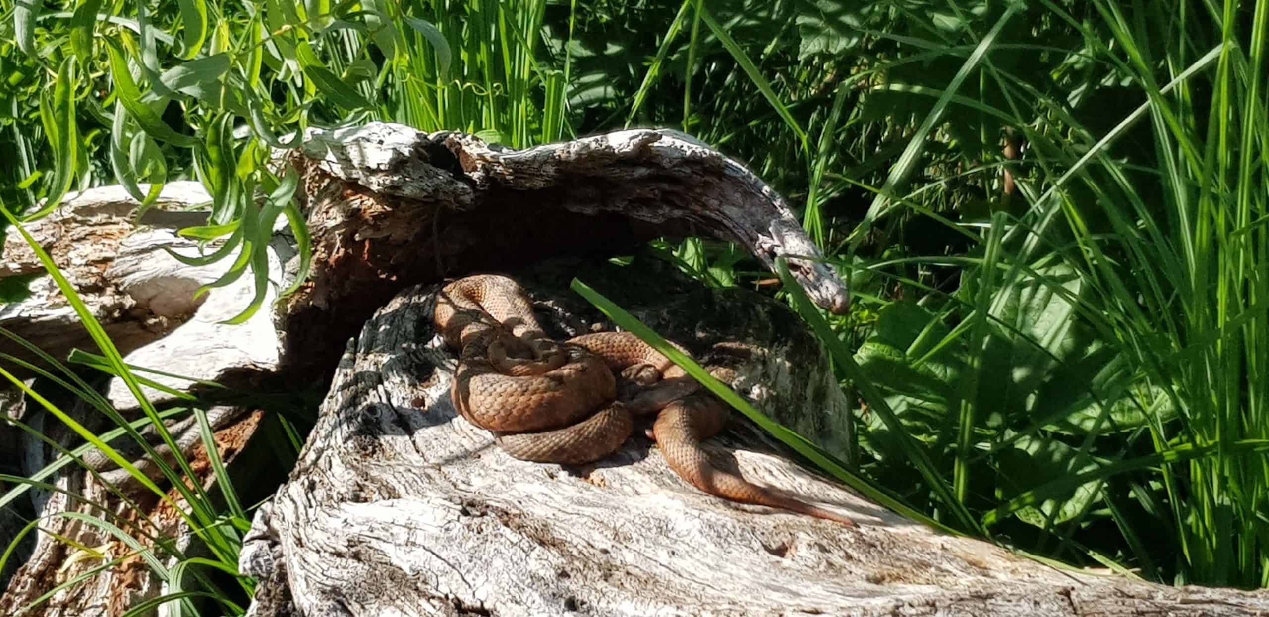 Im Freigehege für Schlangen im Reptilienzoo Happ in Klagenfurt am Wörthersee