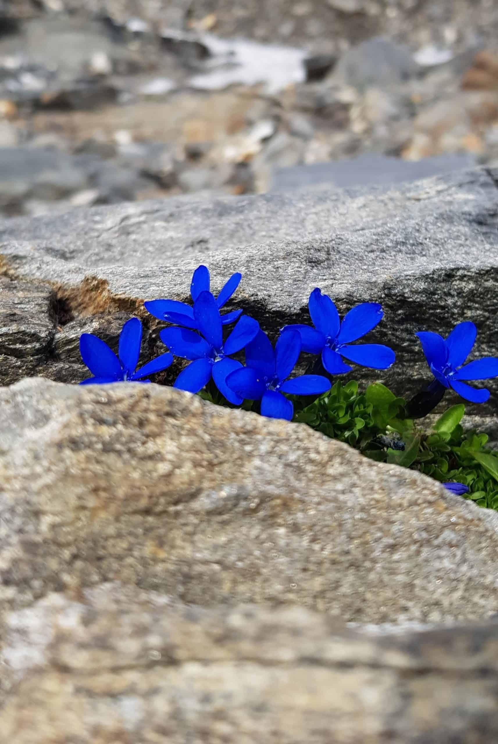 Fauna im Hochgebirge des Nationalparks Hohe Tauern in Kärnten bei Wanderung in der Ankogelgruppe. Gebirgskette in Österreich.