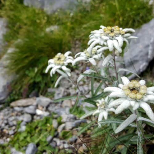 Edelweiß im Nationalpark Hohe Tauern Kärnten. Wandern, Natur & Urlaub in Österreich.