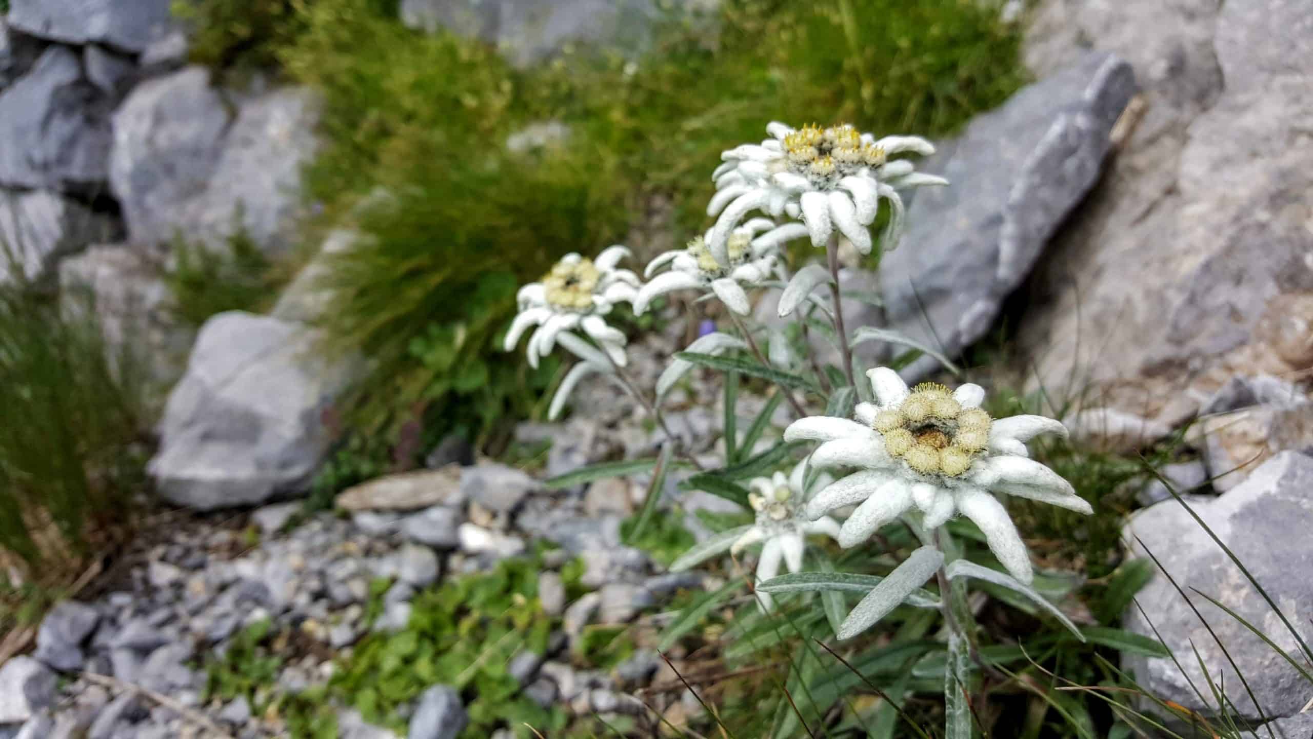 Edelweiß im Nationalpark Hohe Tauern Kärnten. Wandern, Natur & Urlaub in Österreich.