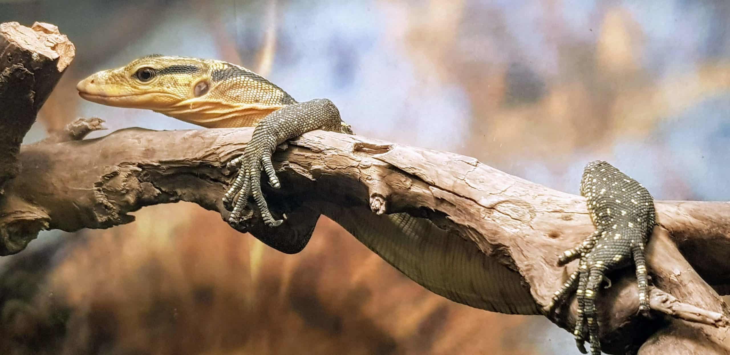 Eidechse bei Familienausflug in den Reptilienzoo Happ in Österreich - Kärnten