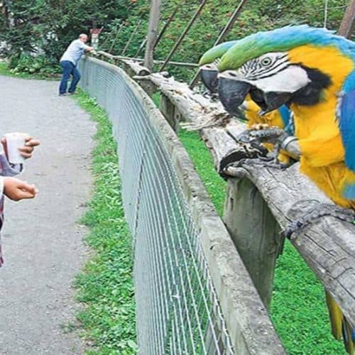 Kärnten mit Kindern im Vogelpark Turnersee mit Papageien bei Ausflug in der Region Klopeinersee in Österreich