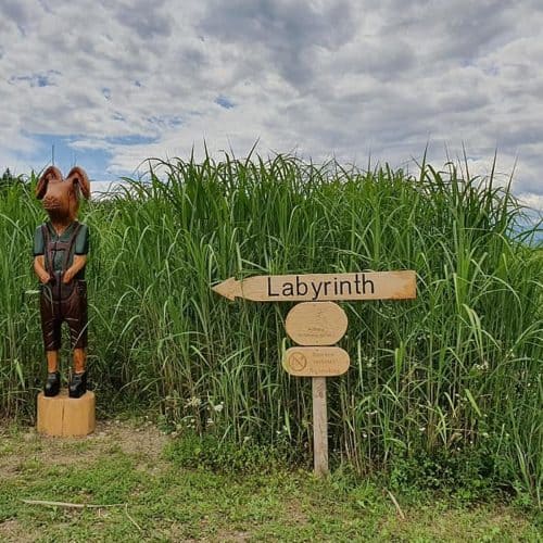 Eintritt in das Labyrinth mit Elefantengras in der Region Klopeinersee in Kärnten - neues Ausflugsziel für Familien in Kärnten bei Österreich-Urlaub.