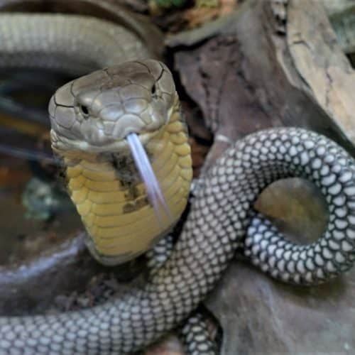 Königskobra im Reptilienzoo Happ in Kärnten. Schlangen-Patenschaften möglich.