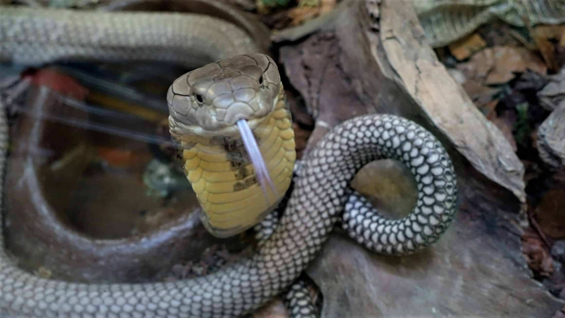 Königskobra im Reptilienzoo Happ in Kärnten. Schlangen-Patenschaften möglich.