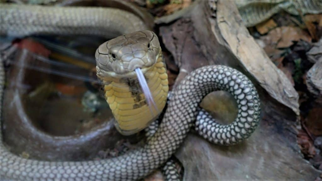 Königskobra für Patenschaft im Reptilienzoo Happ in Klagenfurt am Wörthersee - Sehenswürdigkeit in Österreich