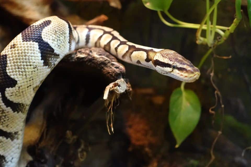 Reptilien - Königspython - im Reptilienzoo Happ. Ausflugsziel für die ganze Familie am Wörthersee in Kärnten.