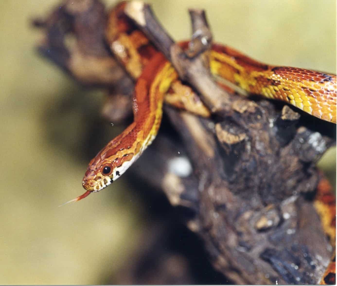 Kornnatter im Reptilienzoo Happ. Sehenswürdigkeit am Wörthersee in Kärnten. Patenschaft für Tiere möglich.