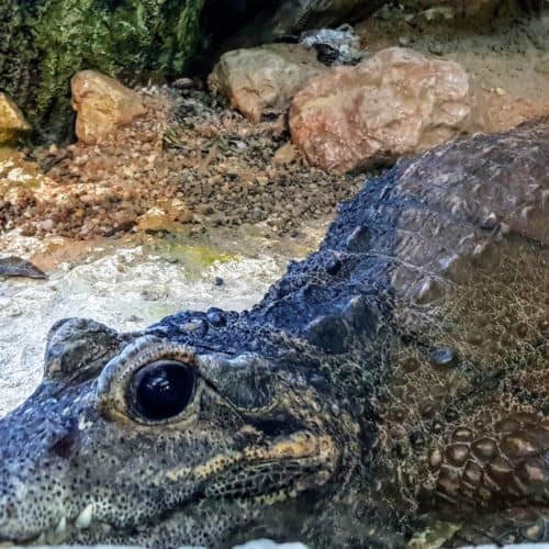 Krokodil - Reptilien im Reptilienzoo Happ in Kärnten