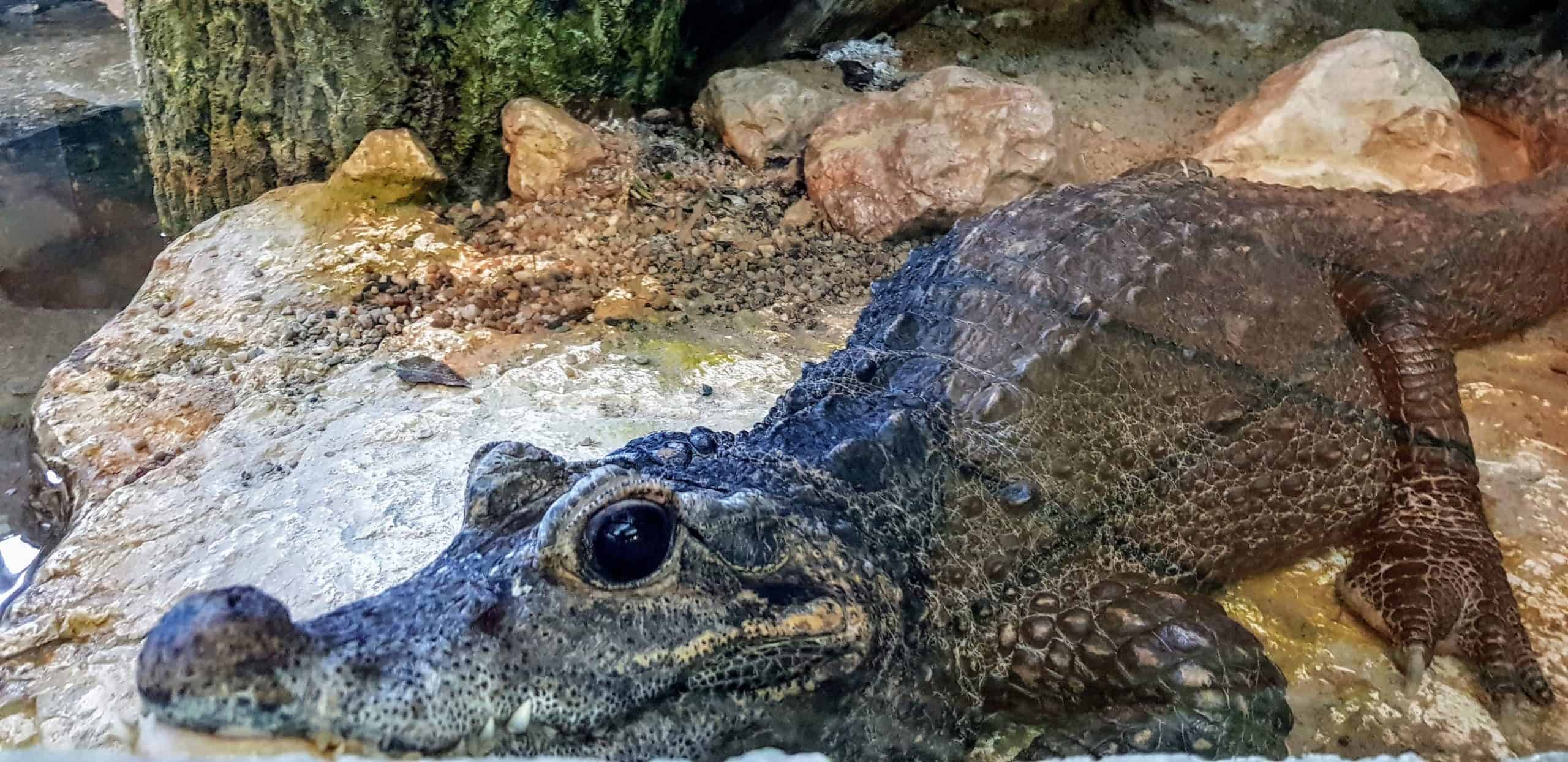 Krokodil - Reptilien im Reptilienzoo Happ in Kärnten