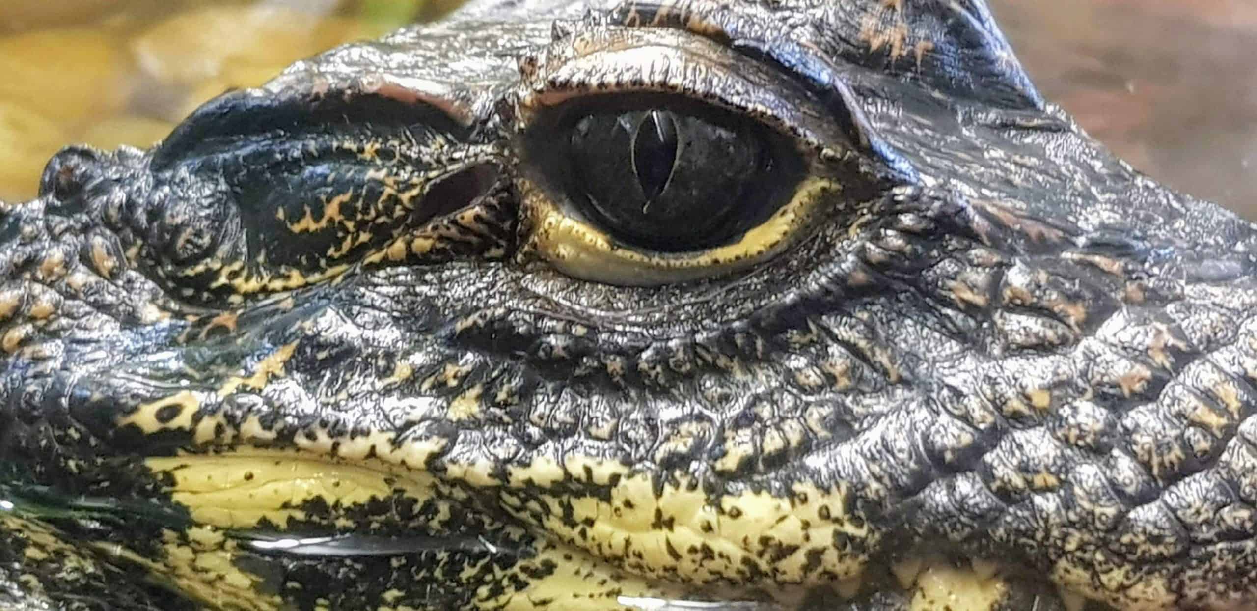 Krokodil im Ausflugsziel Reptilienzoo Happ in Klagenfurt am Wörthersee in Kärnten - Nahaufnahme Auge