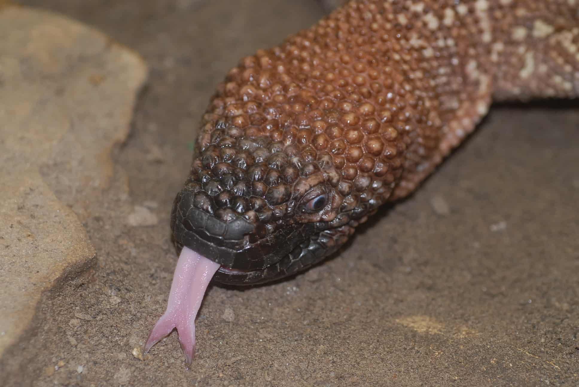 Krustenechse - Reptilienzoo Happ in Österreich am Wörthersee. Eidechsen-Patenschaften möglich.