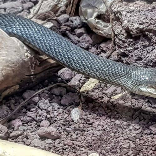 Schwarze Mamba im Reptilienzoo Happ in Klagenfurt am Wörthersee - Sehenswürdigkeit in Österreich