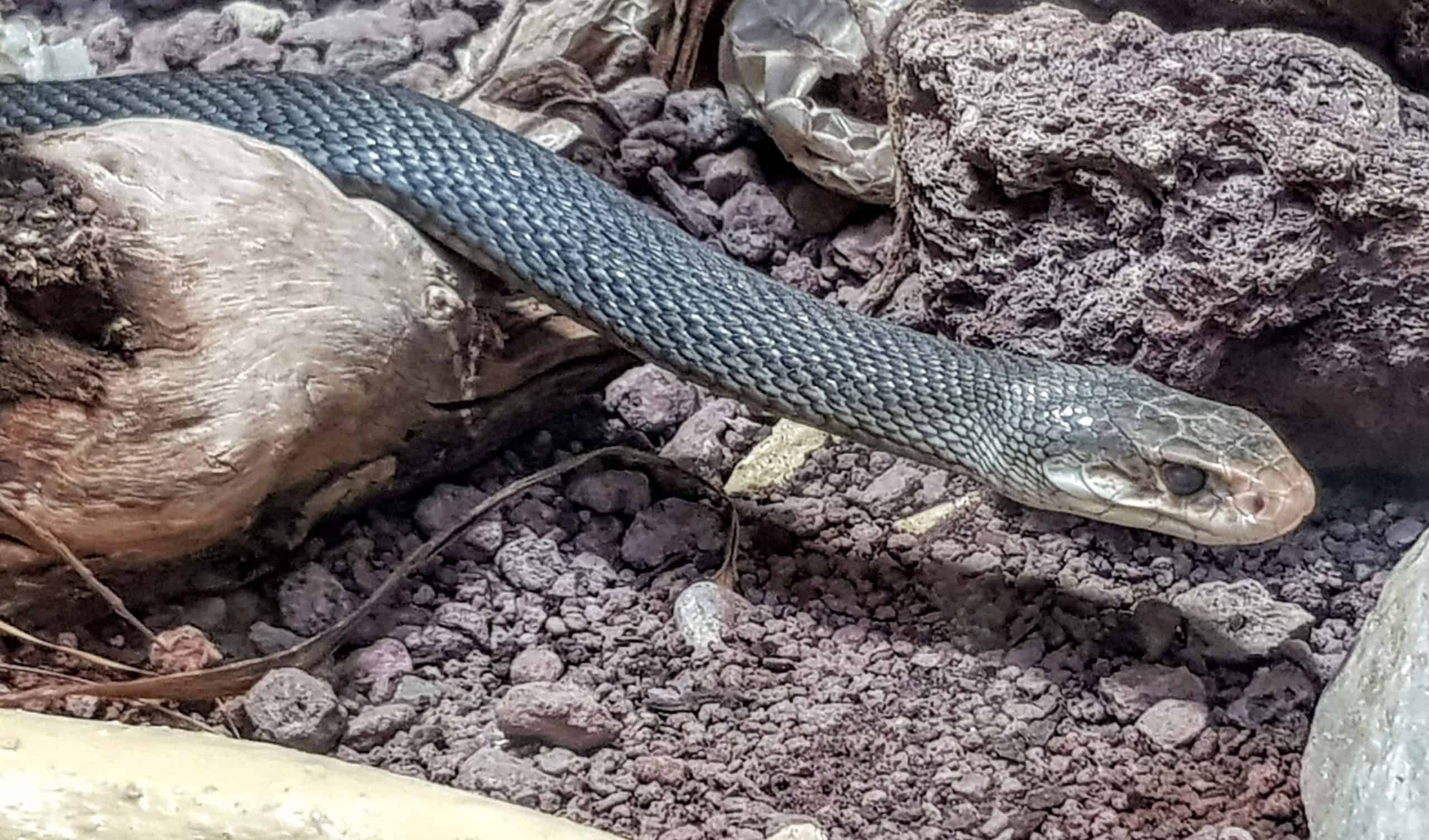 Schwarze Mamba im Reptilienzoo Happ in Klagenfurt am Wörthersee - Sehenswürdigkeit in Österreich