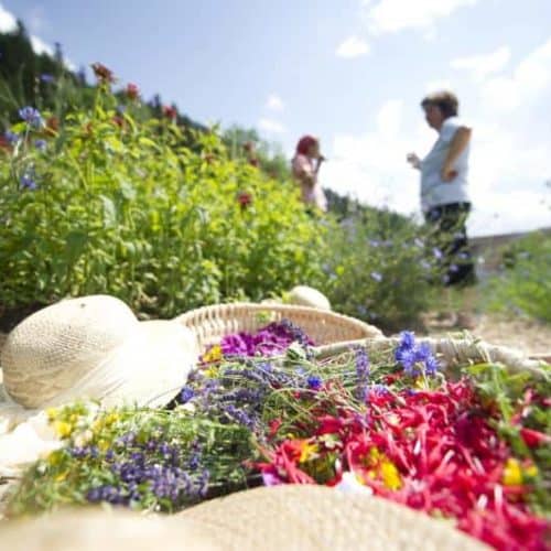 Kräuter im Kräuterdorf und Slow food village Irschen im Drautal - Nationalpark Hohe Tauern Kärnten. Sehenswürdigkeit in Österreich