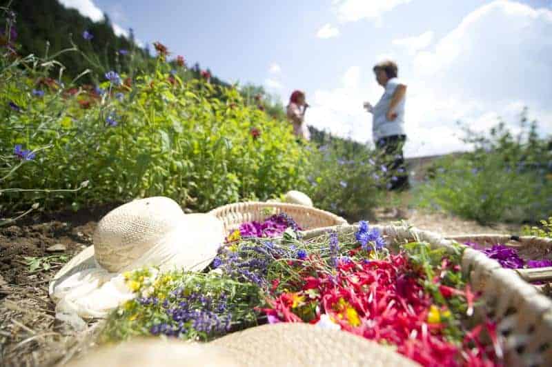 Kräuter im Kräuterdorf und Slow food village Irschen im Drautal - Nationalpark Hohe Tauern Kärnten. Sehenswürdigkeit in Österreich