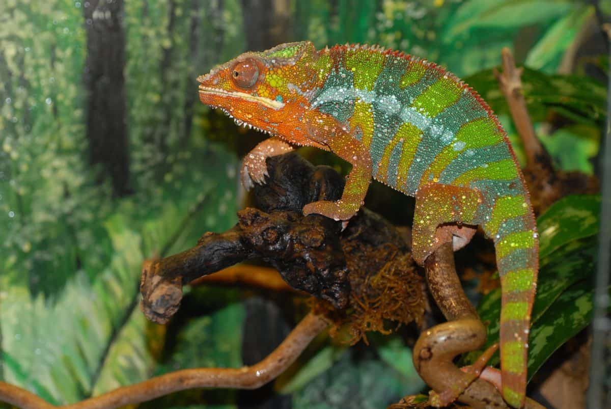 Panterchamäleon für Tierpatenschaften Reptilien im Zoo Happ Klagenfurt