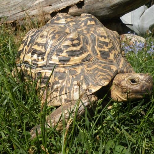 Pantherschildkröte im Reptilienzoo Happ in Österreich. Schildkröten-Patenschaften möglich. Ausflugsziel in Kärnten.