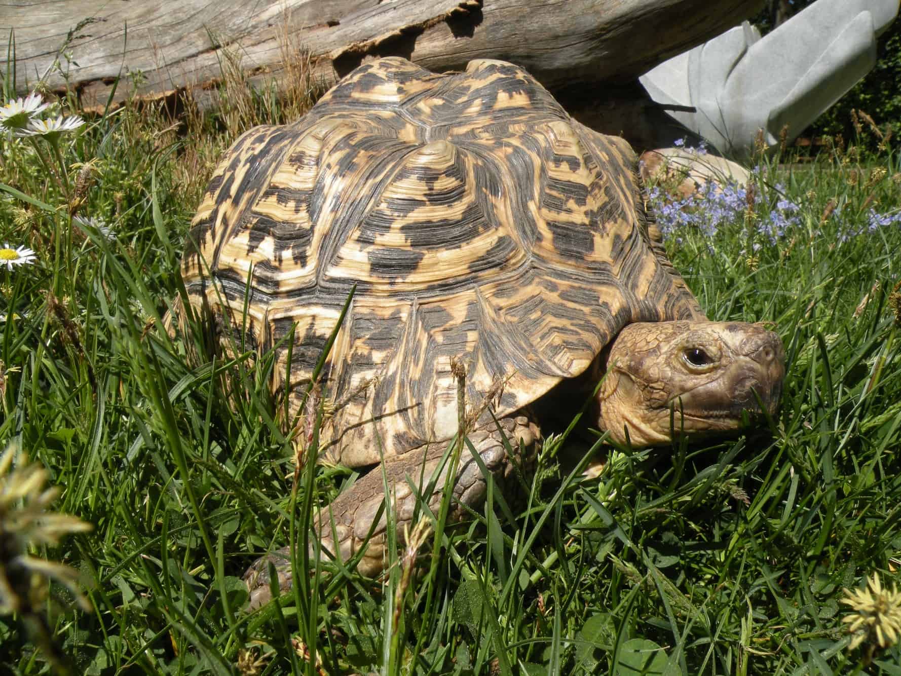 Pantherschildkröte im Reptilienzoo Happ in Österreich. Schildkröten-Patenschaften möglich. Ausflugsziel in Kärnten.