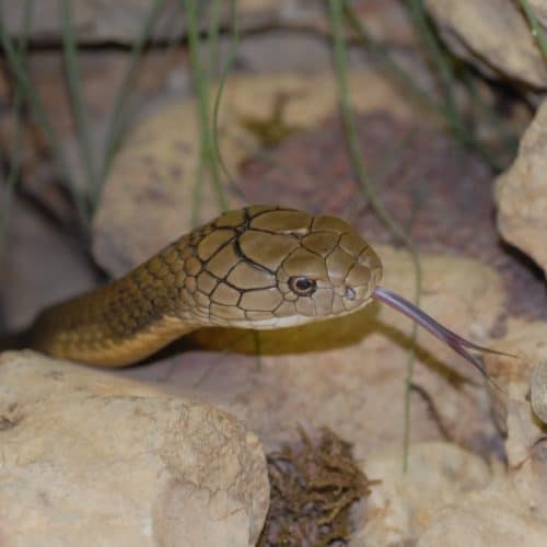 Königskobra im Reptilienzoo Happ in Kärnten. Schlangen-Patenschaften möglich. Ausflugsziel in Klagenfurt