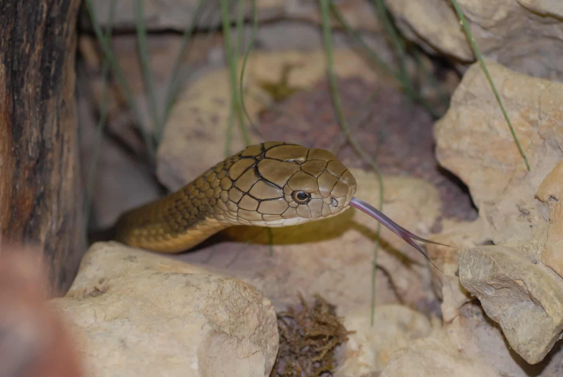 Königskobra im Reptilienzoo Happ in Kärnten. Schlangen-Patenschaften möglich. Ausflugsziel in Klagenfurt