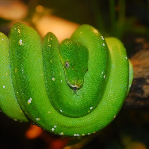 Schlangen für Tierpatenschaften im Reptilienzoo Happ in Österreich