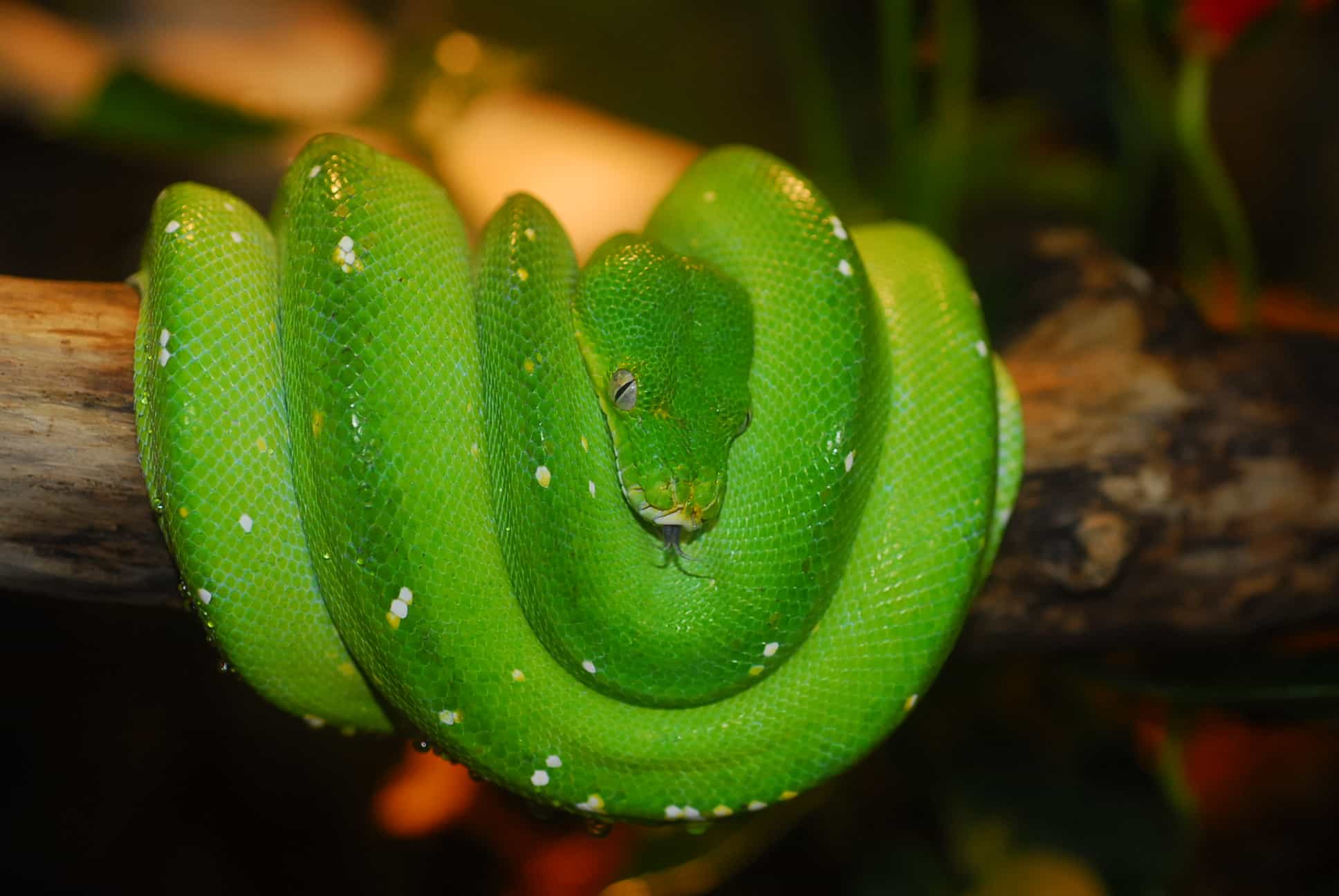 Schlangen für Tierpatenschaften im Reptilienzoo Happ in Österreich