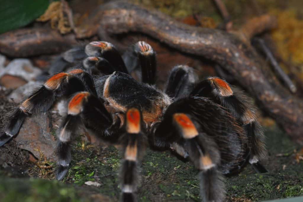 Vogelspinne für Tier-Patenschaft im Reptilienzoo Happ - Ausflugsziel in Österreich, Kärnten.