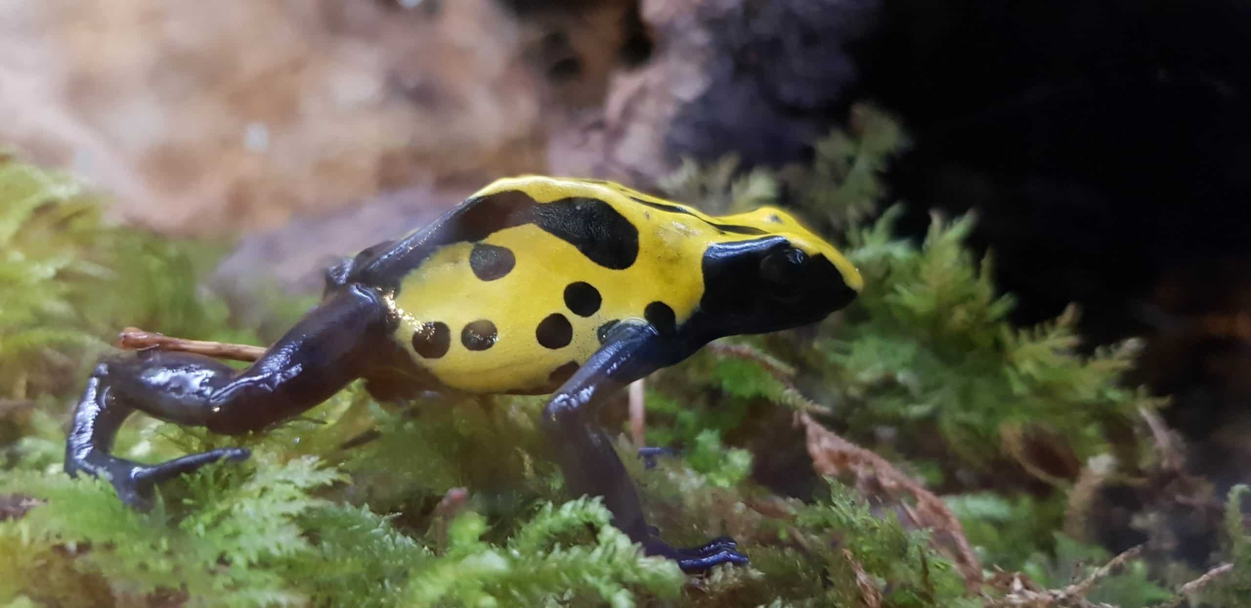 Giftfrösche im Reptilienzoo Happ in Kärnten. Tier-Patenschaften möglich. Ausflugsziel in Österreich