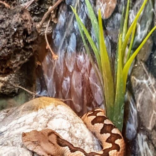 Schlange für Patenschaften im Reptilienzoo Happ - Ausflugsziel in Kärnten