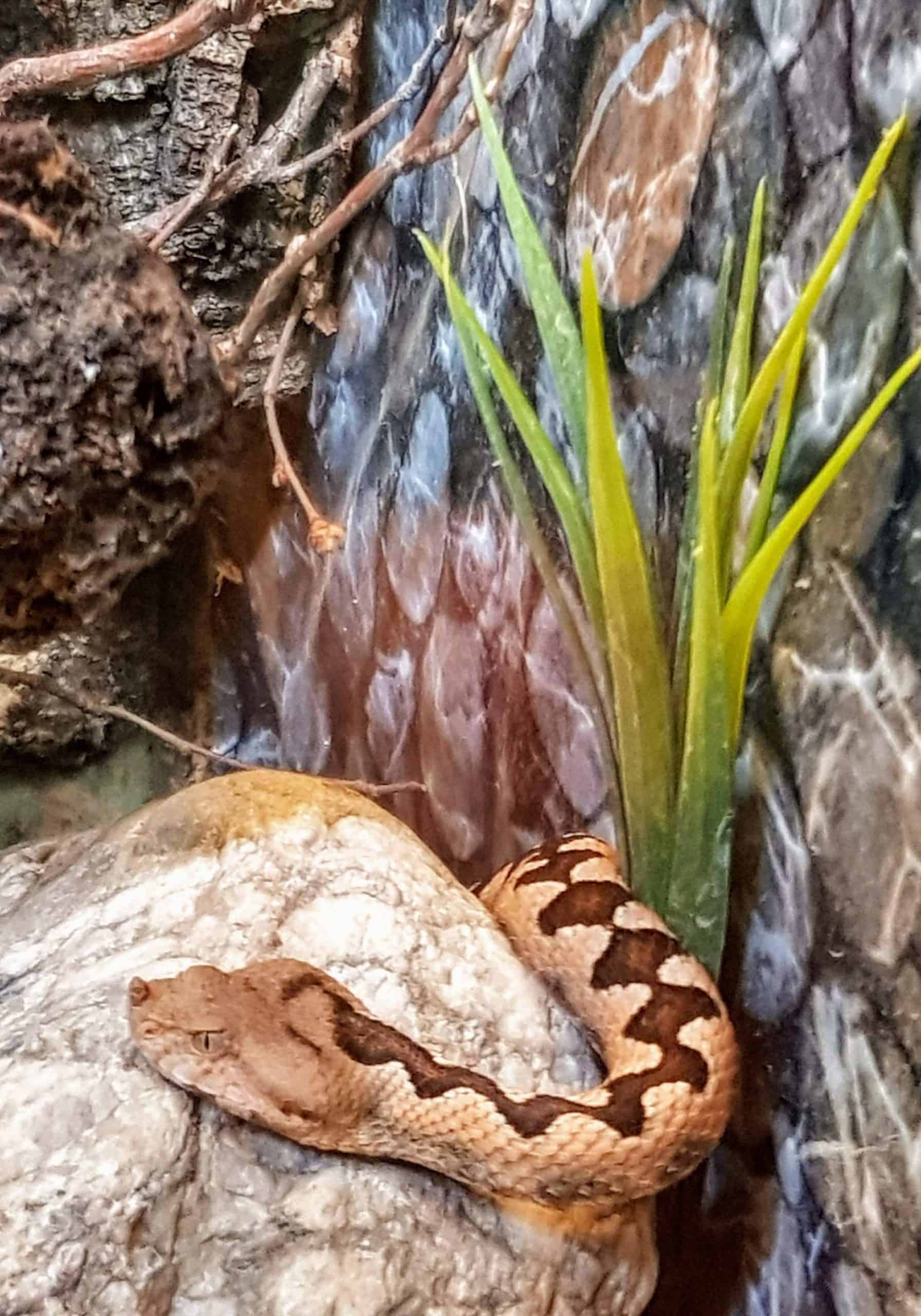 Schlange für Patenschaften im Reptilienzoo Happ - Ausflugsziel in Kärnten