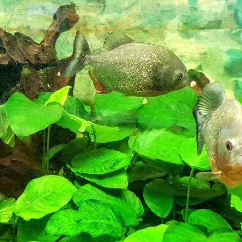 Piranhas Aquarium im Reptilienzoo Happ - Zoo in Österreich