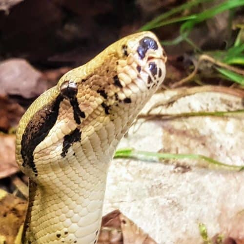 Schlange für Tier-Patenschaften im Reptilienzoo Happ in Klagenfurt. Sehenswürdigkeit in Kärnten - Österreich