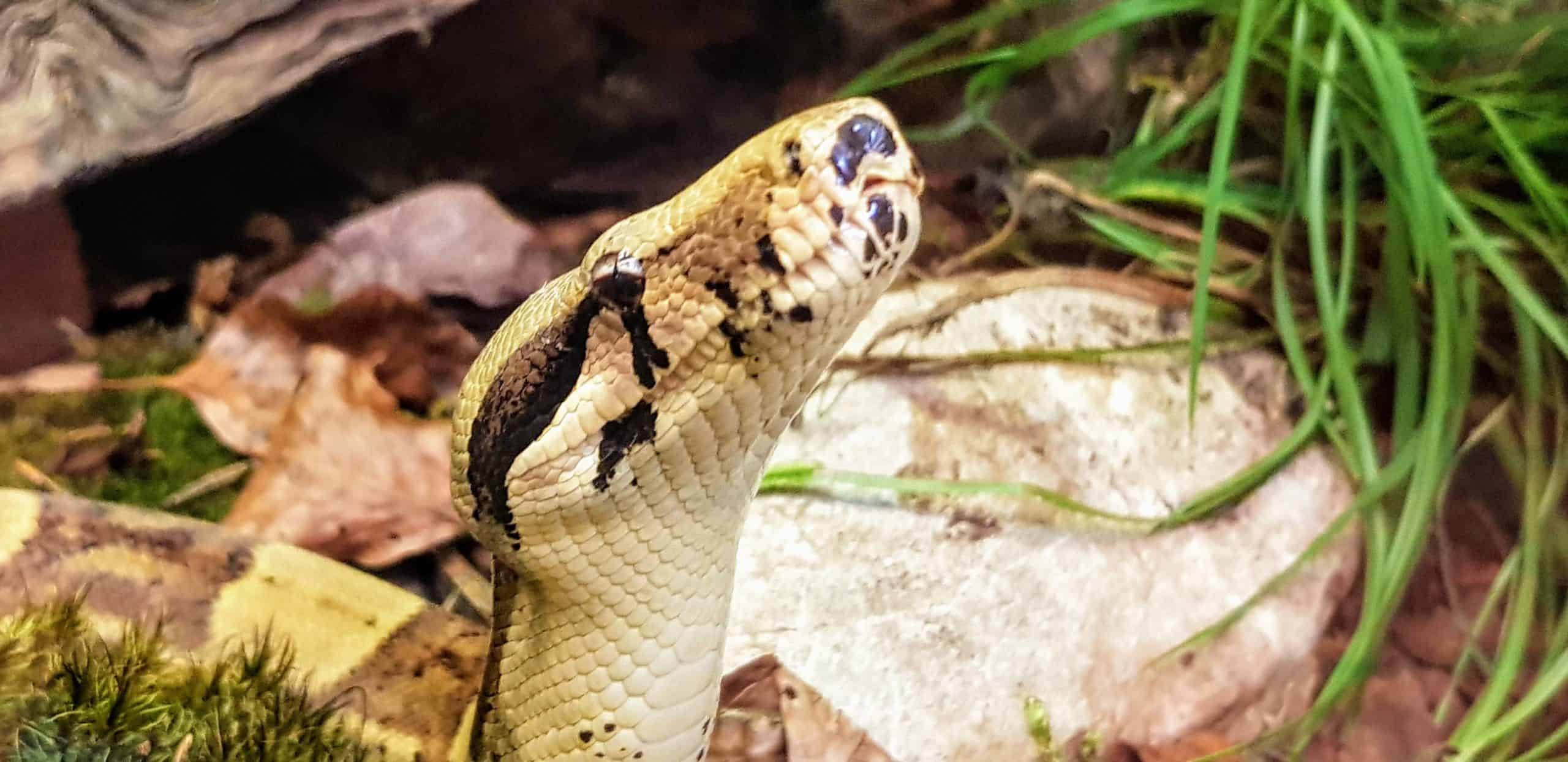 Schlange für Tier-Patenschaften im Reptilienzoo Happ in Klagenfurt. Sehenswürdigkeit in Kärnten - Österreich