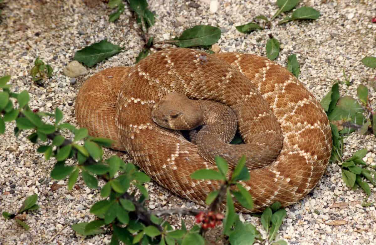 Rote Diamant Klapperschlange für Tier-Patenschaften im Reptilienzoo Happ in Kärnten - Österreich