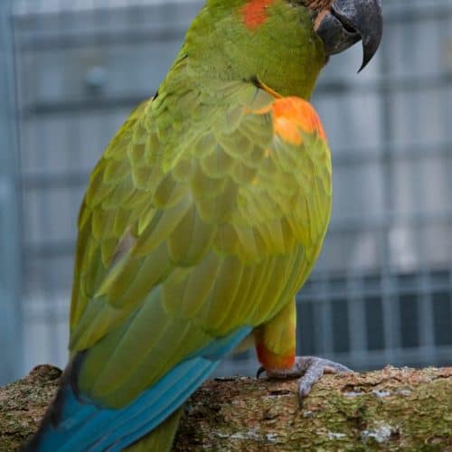 Rotohrara im Vogelpark Turnersee - Tipps für Ausflüge in Kärnten, Urlaubsregion Klopeinersee in Österreich