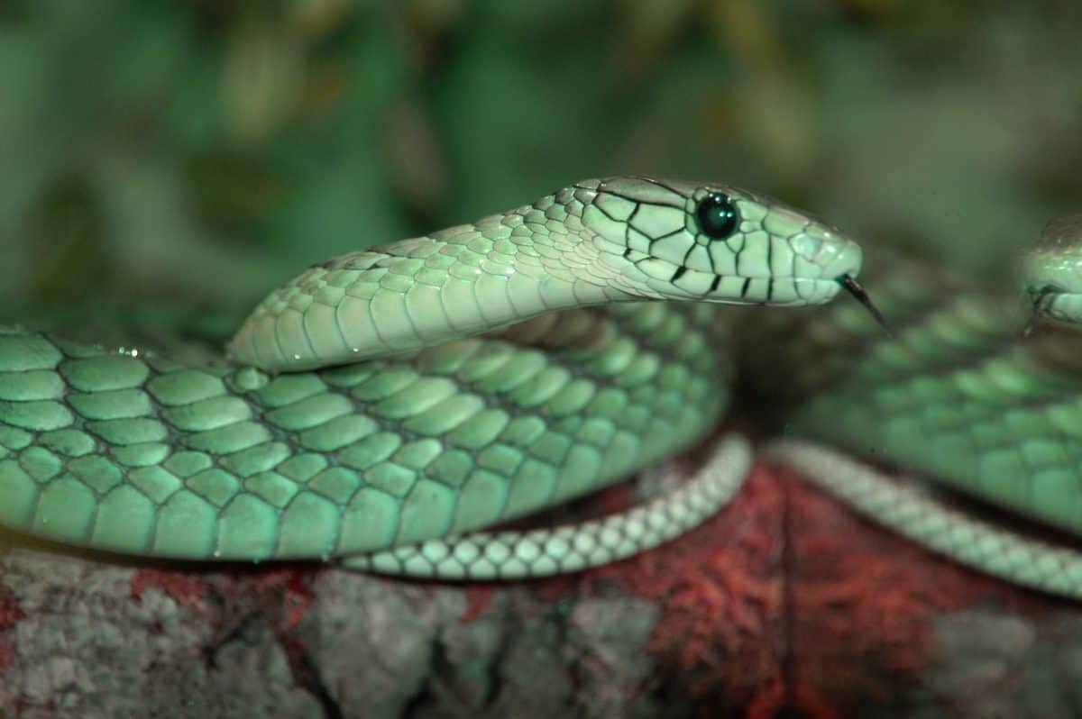 Schlange im Reptilienzoo Happ für Reptilien-Patenschaften in Kärnten