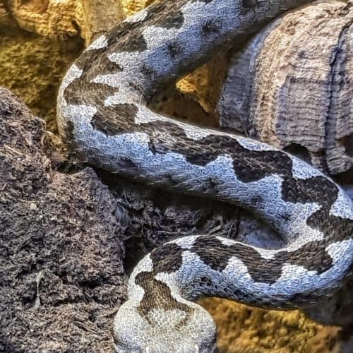 Schlange im Zoo Happ in Klagenfurt, Kärnten